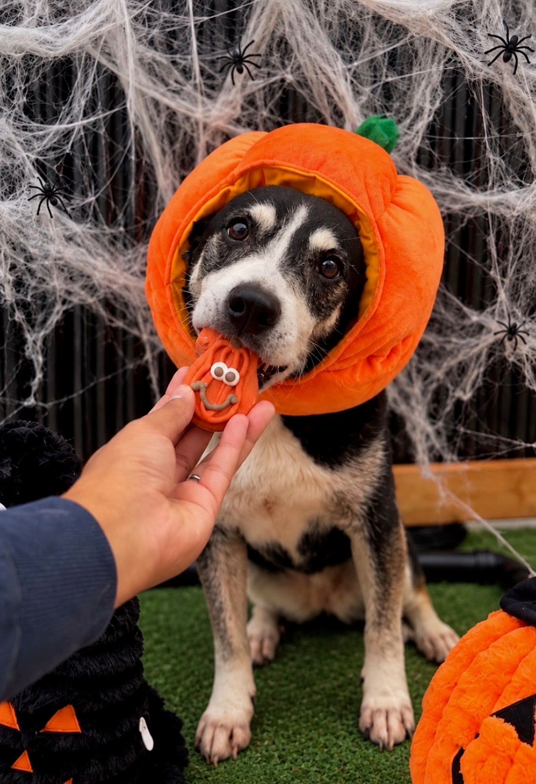 Howl-o-ween Pawty at the Park