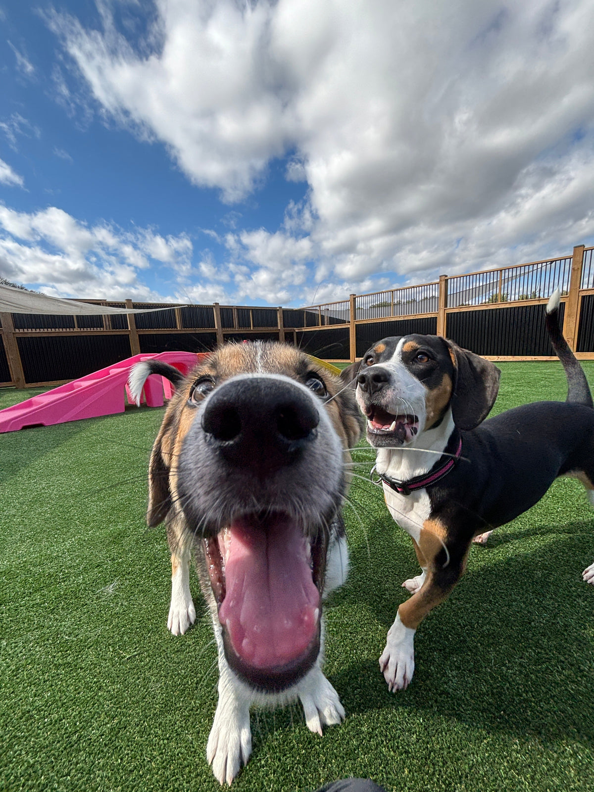 Single & Unleashed: A Singles Event for Dog Lovers in London, Ontario