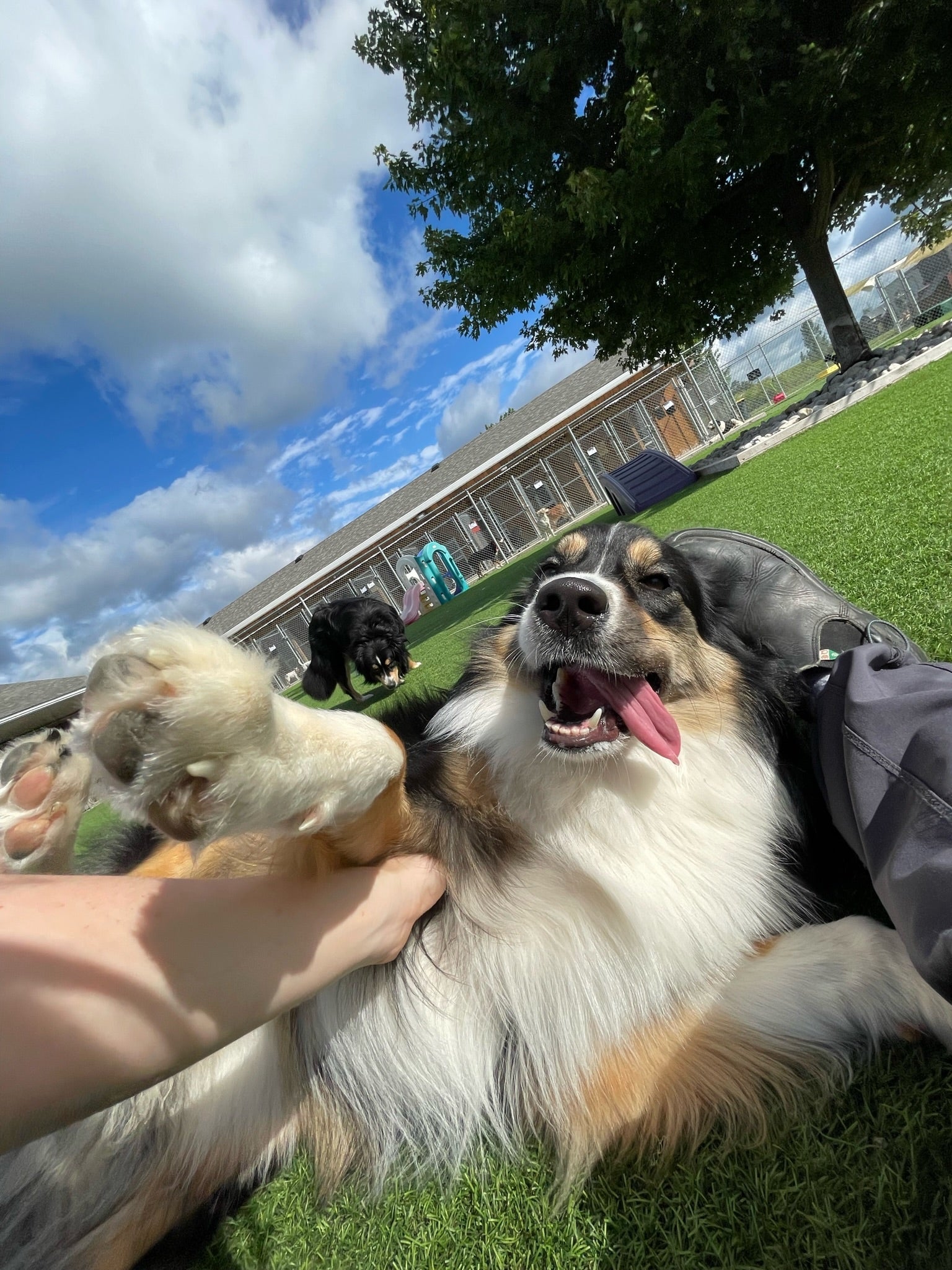 dog laying on its back with tongue out getting pets