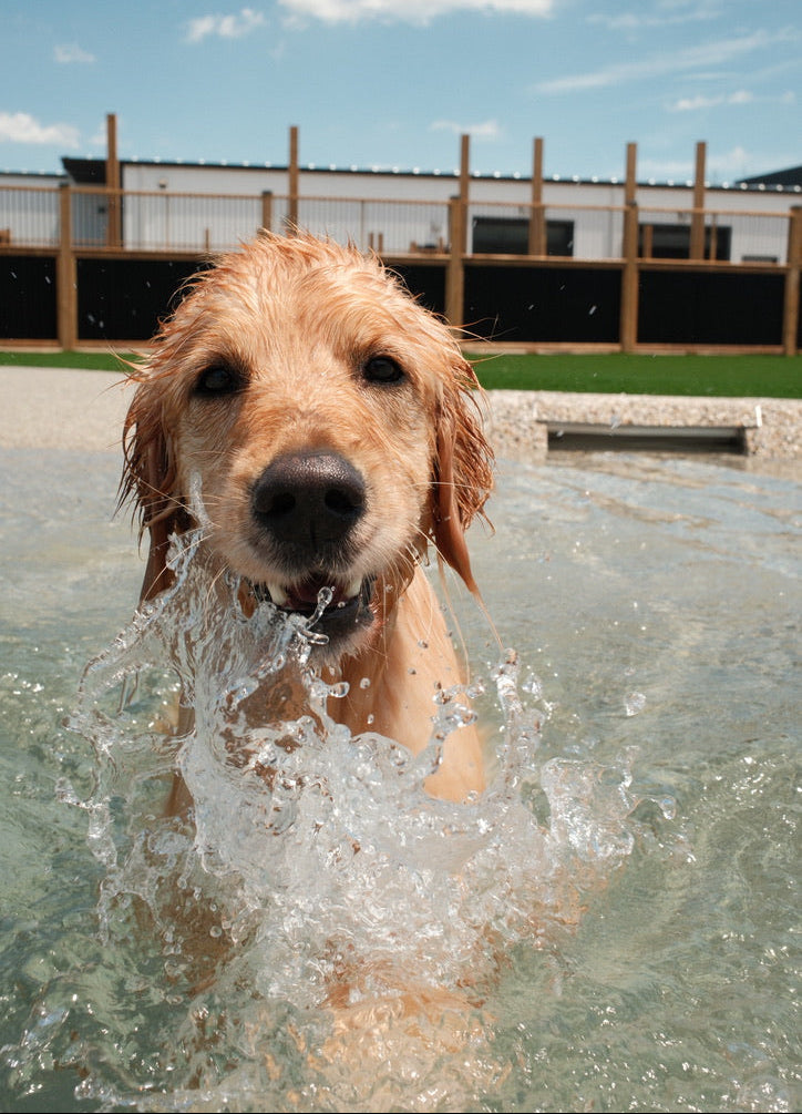golden retriever swimming in lagoon with turf and fence in the background