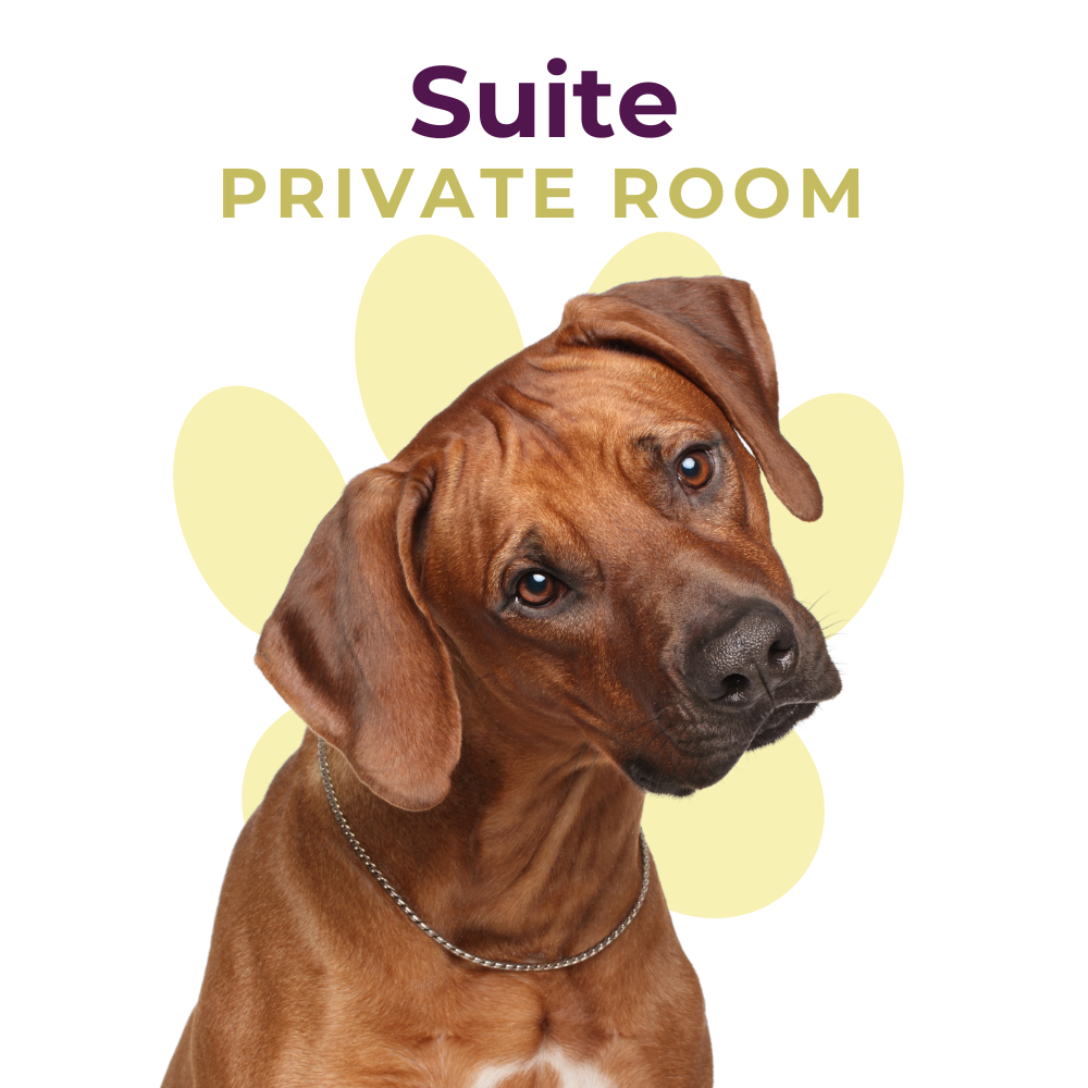 Boarding | Suite