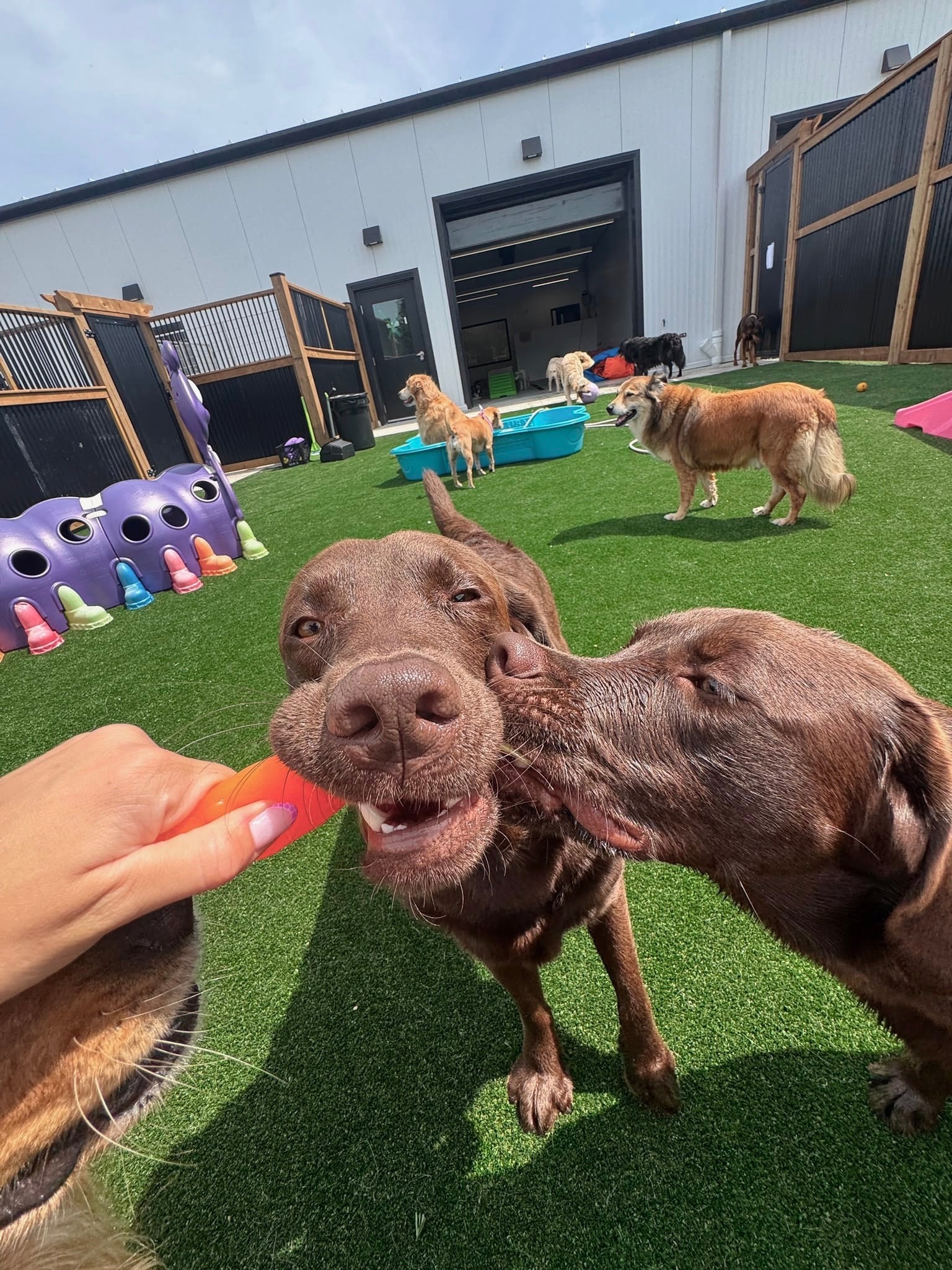 Two brown dogs at an outdoor dog playpen on green artificial turf, with one dog licking a colorful orange treat from a human hand in the foreground and other dogs playing in the background.