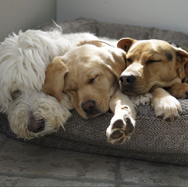 Three dogs sleeping together on a textured pet bed.