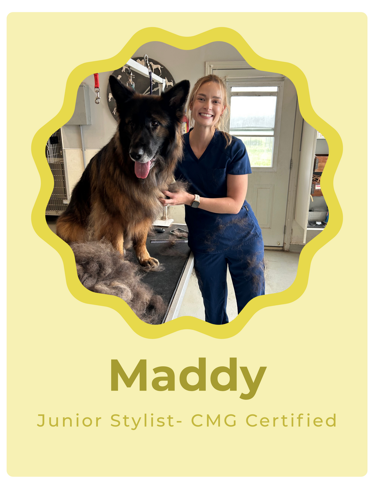 A personalized pet groomer certificate featuring a photo of a woman smiling next to a German Shepherd dog on a grooming table, with the text 'Maddy Junior Stylist- CMG Certified' on a pale yellow background with a wavy yellow border.