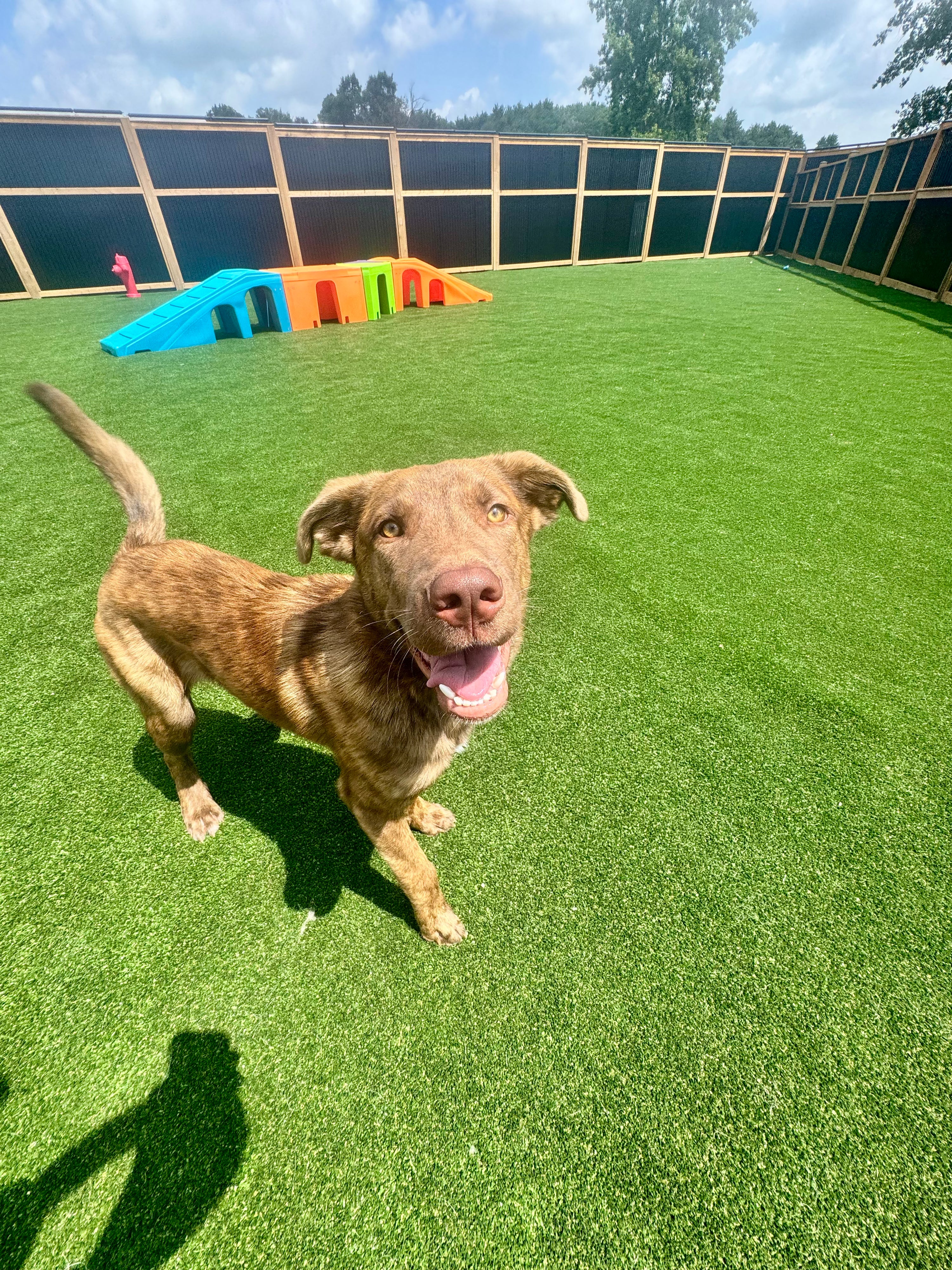 single dog in play yard with colourful play structure