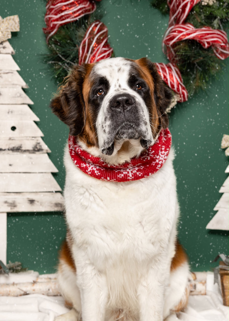 Dog wearing a red sweater with a Christmas wreath and trees in the background