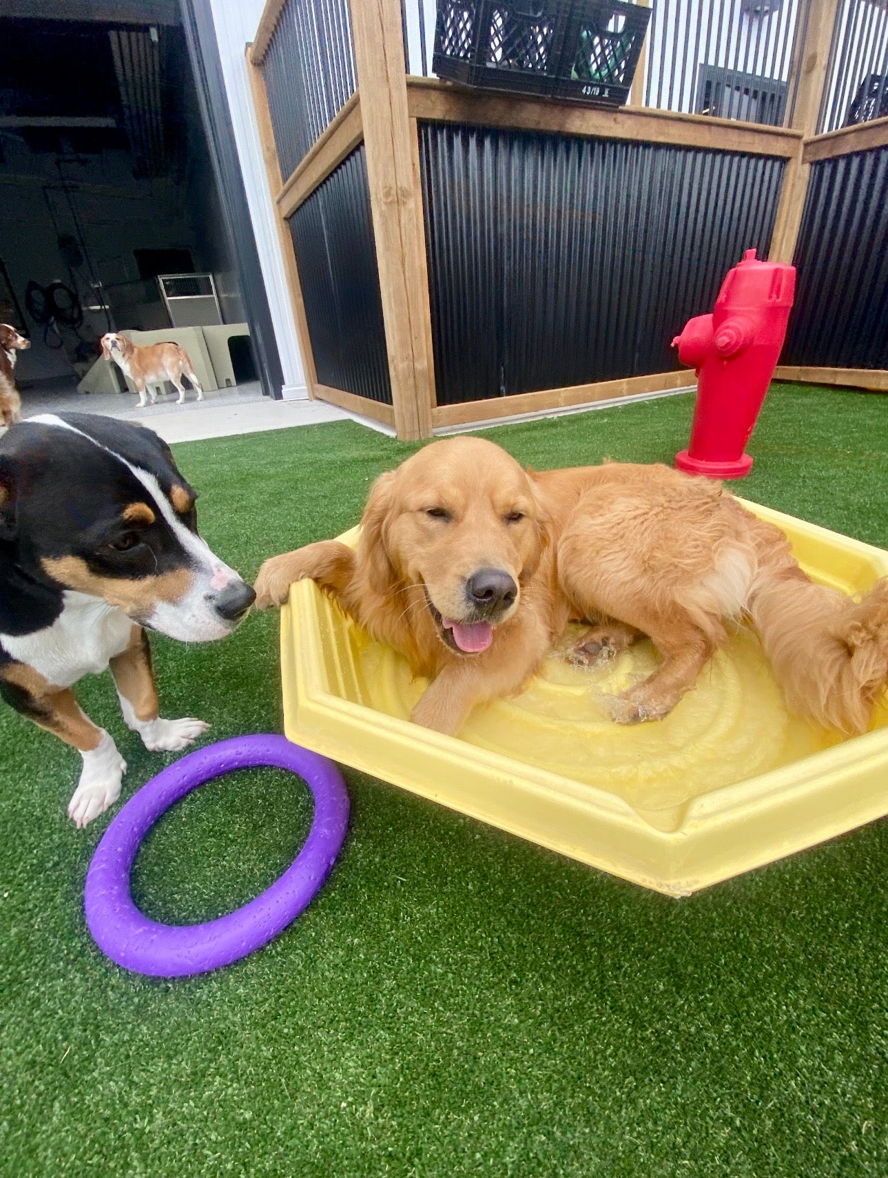 golden retriever laying in small pool with dogs in the background