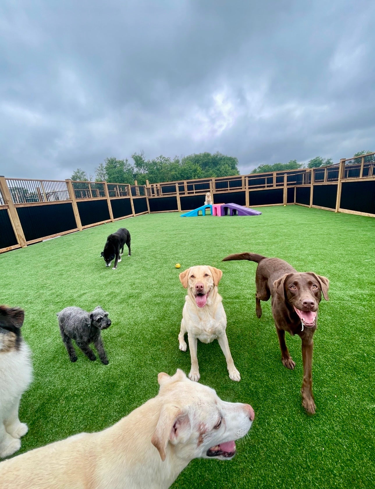 group of dogs in a play yard with toys in background