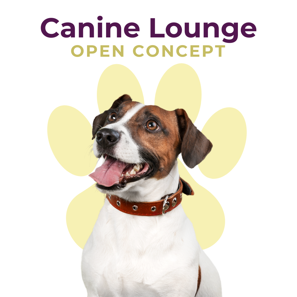 Boarding | Canine Lounge (Open-Concept)