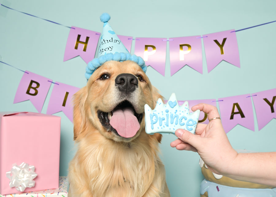 Dog wearing a birthday hat with 'Happy Birthday' banner and cake in the background