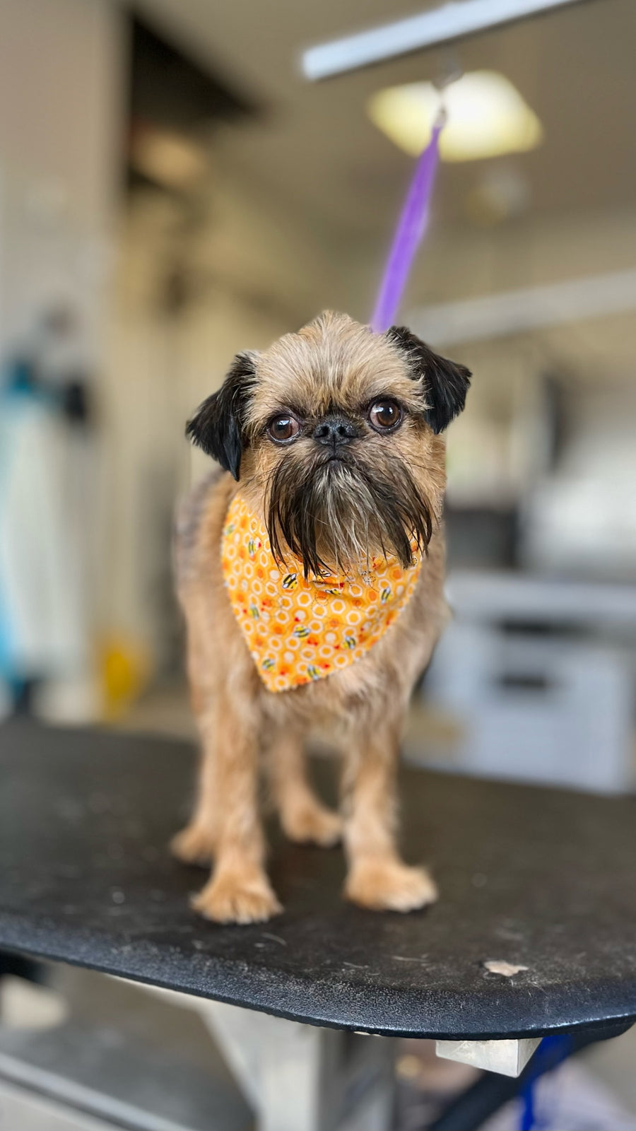 Small dog with a colorful bandana standing on a grooming table in a veterinary clinic.