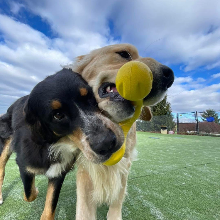 Two dogs playing with a yellow ball on a grassy field with a cloudy sky.