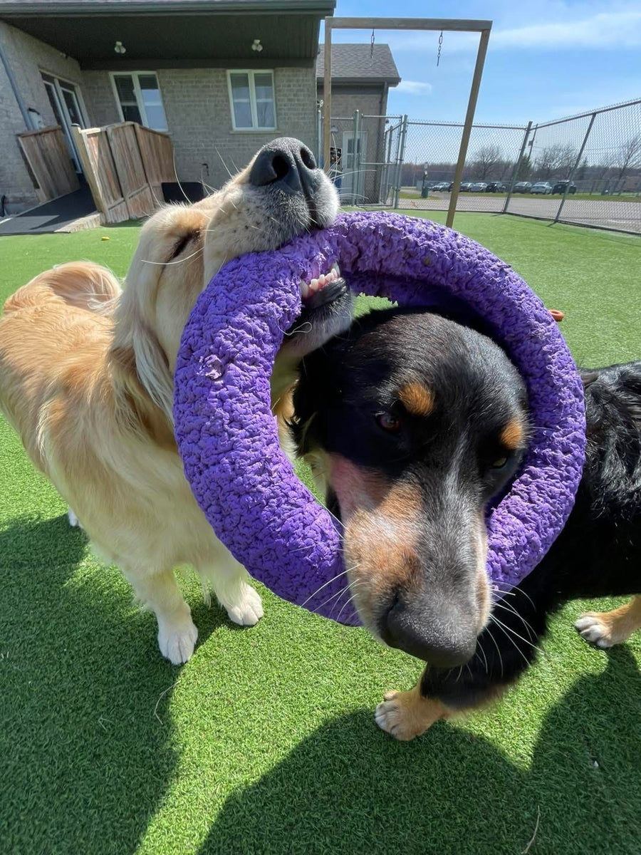 Two dogs playing with a purple toy on a grassy area.
