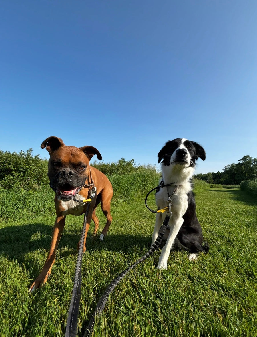 Two dogs on leashes standing in a grassy field with a clear blue sky.