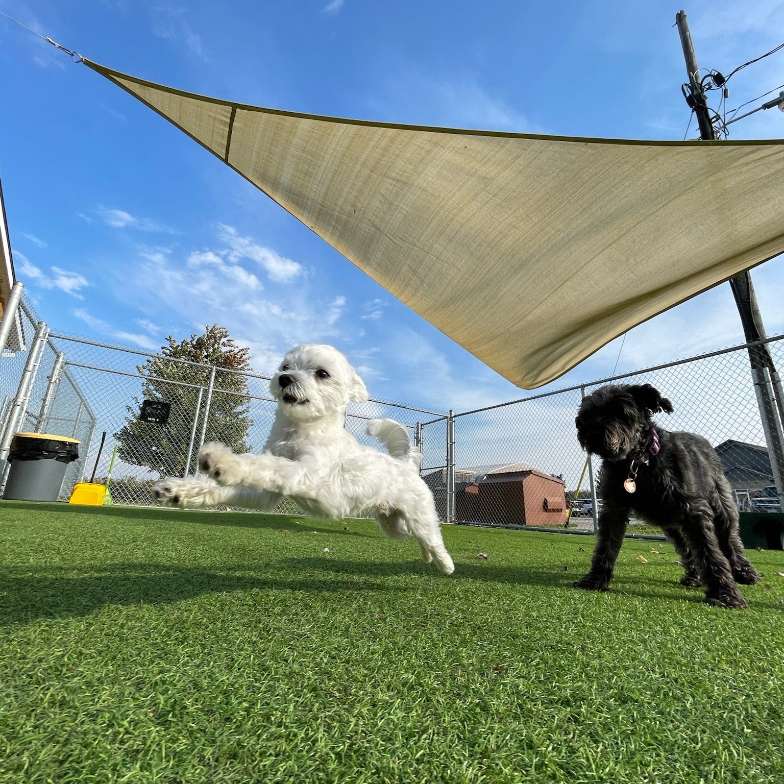 Two dogs playing on a grassy area with a shade sail in the background.