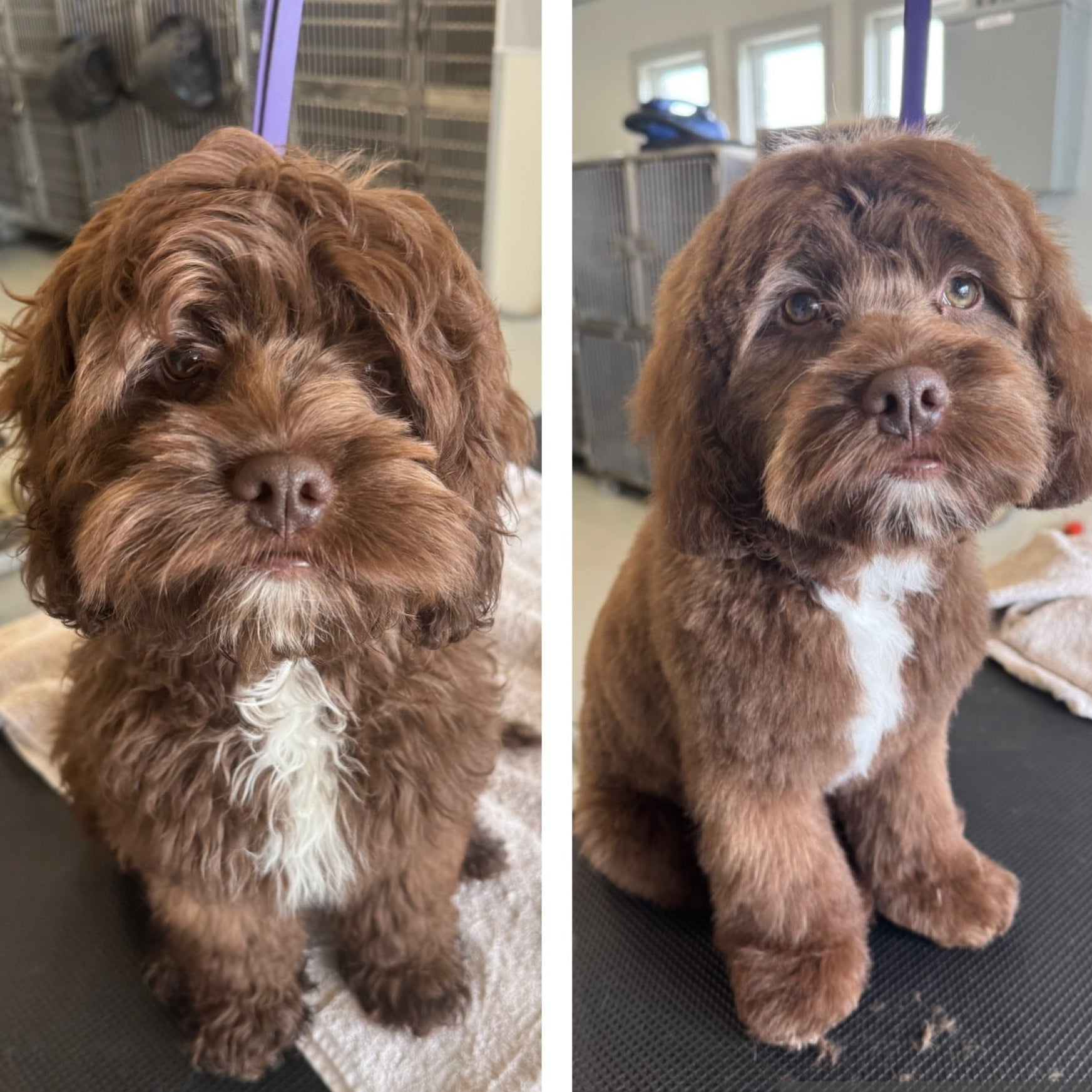 Two side-by-side images of a brown dog with a white patch on a black mat.
