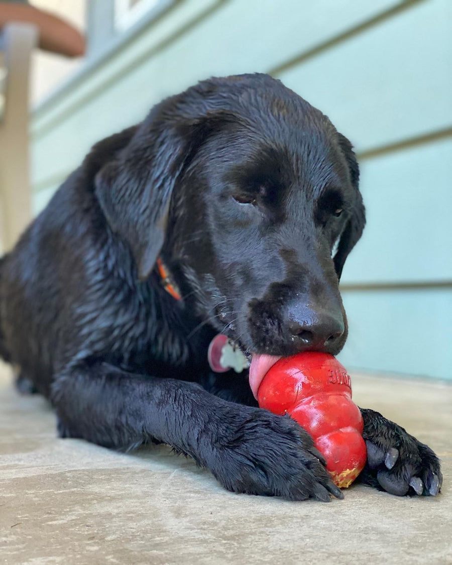 Black dog playing with a red toy on a wooden deck.