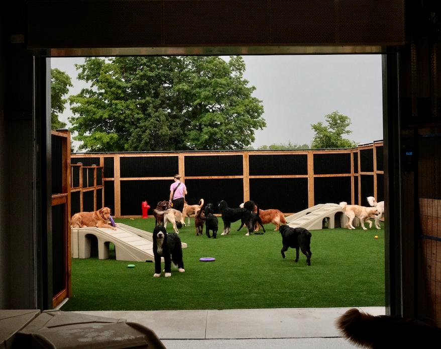 A large indoor space viewed through an open doorway, showing an outdoor dog play area with multiple dogs on green artificial turf, wooden and mesh fencing, trees in the background, and a person standing near the center.