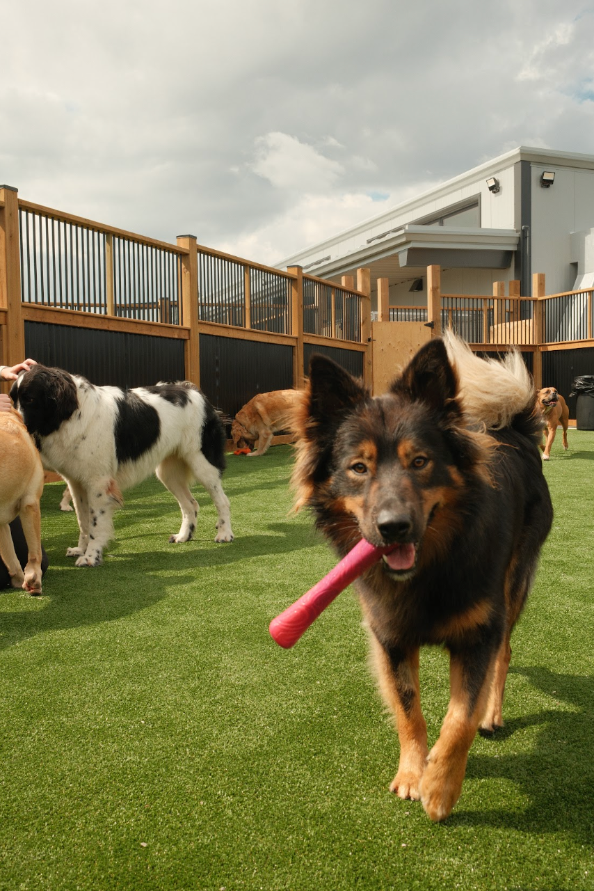 A black and tan dog running toward the camera on green artificial turf, holding a pink toy in its mouth. Other dogs and a wooden fenced backyard are visible in the background.