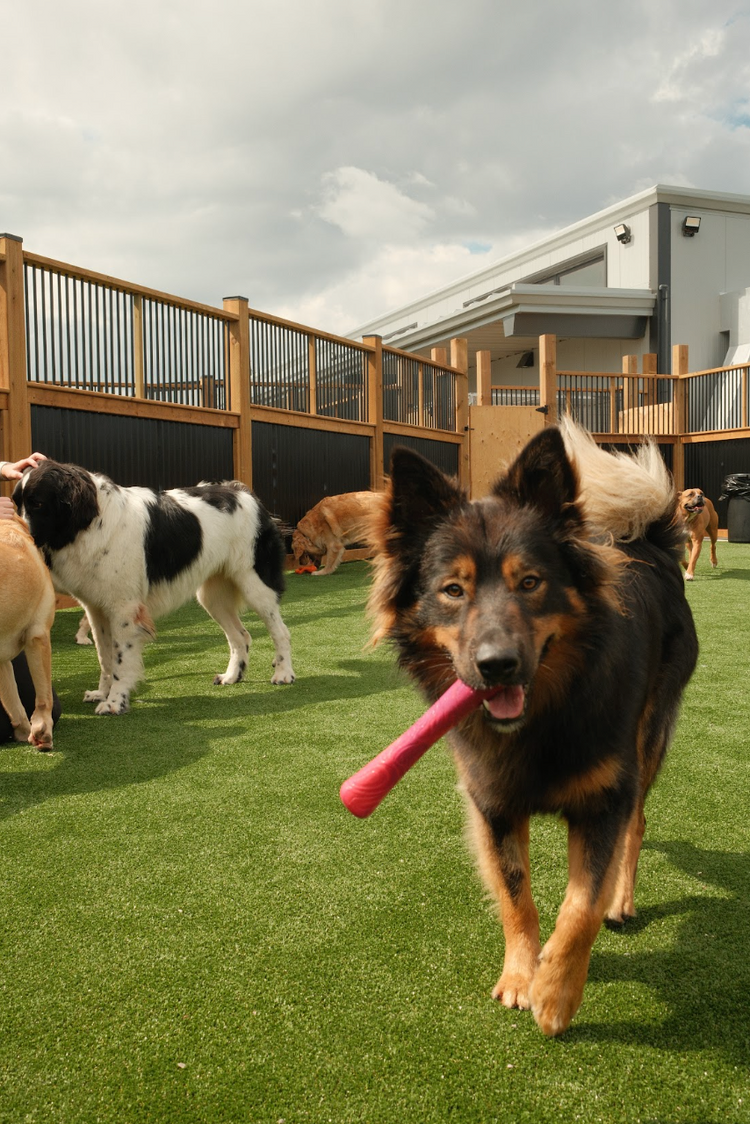 A black and tan dog running toward the camera on green artificial turf, holding a pink toy in its mouth. Other dogs and a wooden fenced backyard are visible in the background.