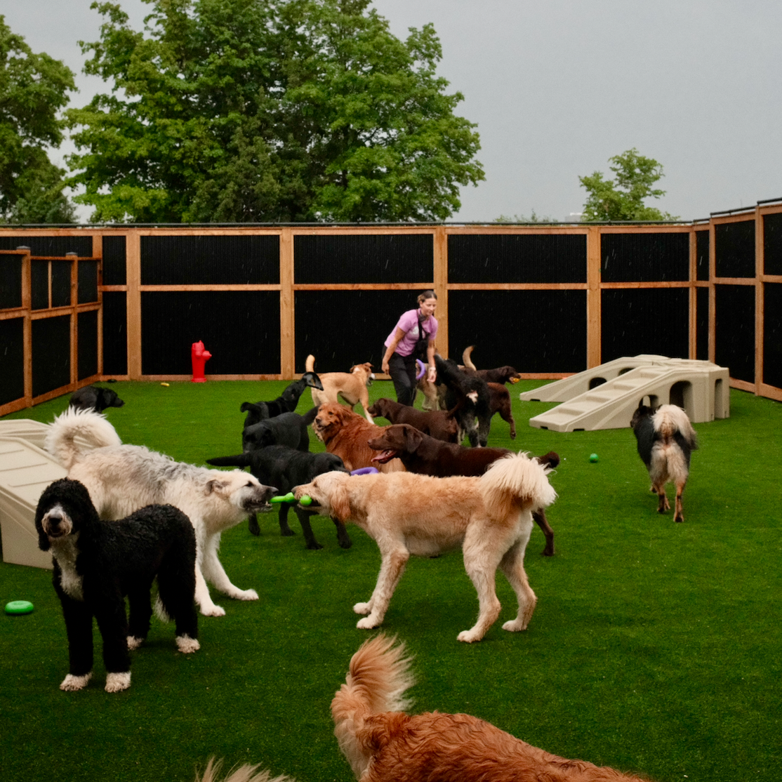dogs in a play yard with toys and a person supervising
