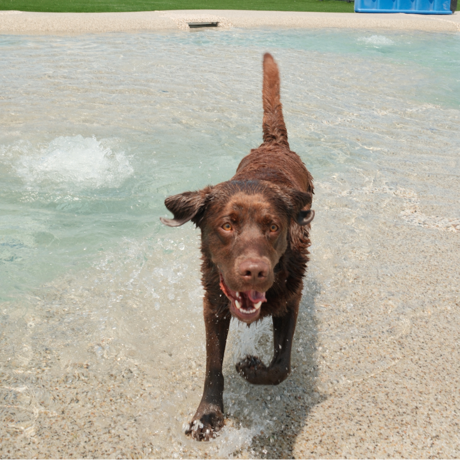 chocolate lab running in water