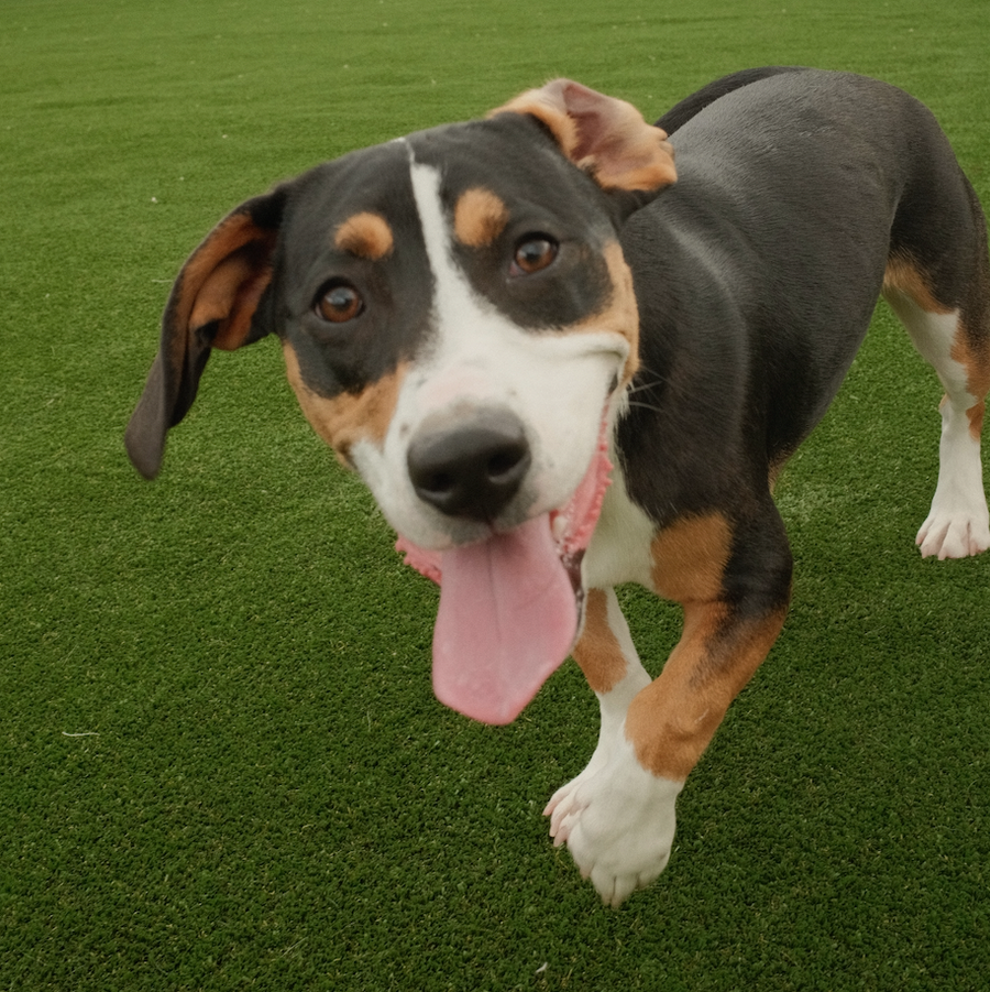 Beagle dog tongue out smiling in a yard