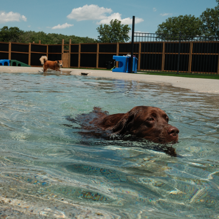 Chocolate lab swimming in a pool with a dog in the background