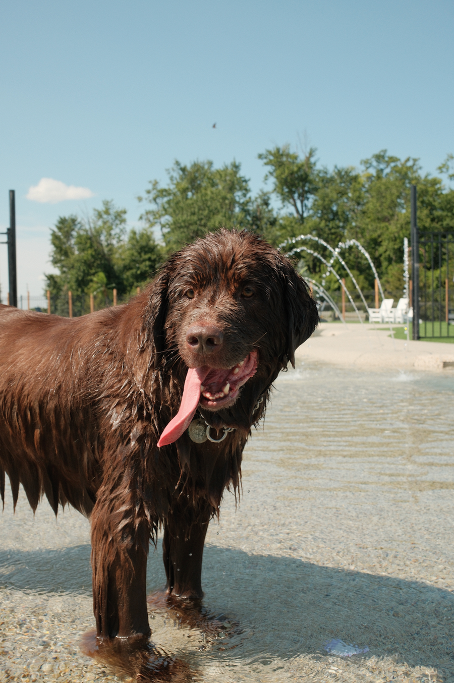 A wet brown dog standing in shallow water at an outdoor splash pad, with trees, a fence, and a blue sky in the background.