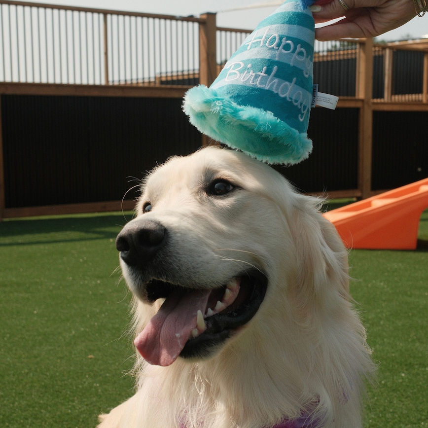 A golden retriever dog outdoors on artificial grass wearing a turquoise and white striped party hat with the words 'Happy Birthday' held by a hand.