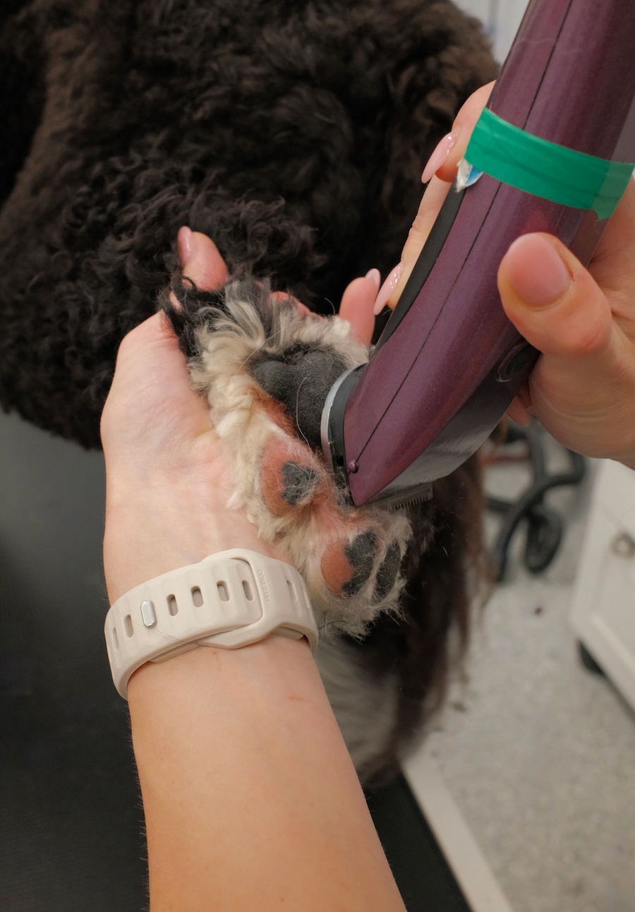 Paw Pad Shave