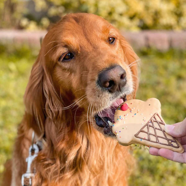Dog with a cookie shaped like an ice cream cone outdoors