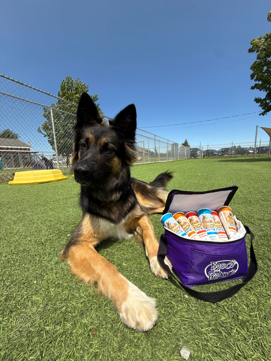 Dog lying on grass with a purple bag containing snacks