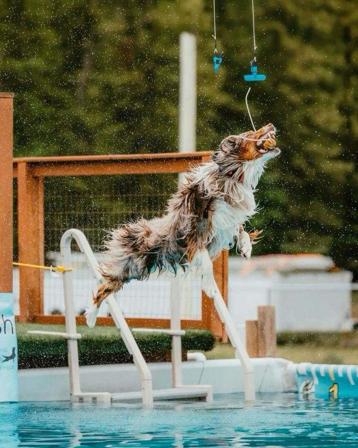 Dog jumping into a pool with a toy in the air
