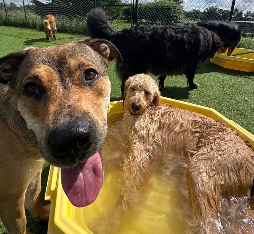 Two dogs, one standing and one in a yellow pool, with a third dog in the background at a pet park.