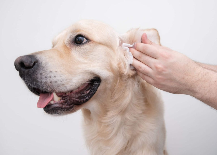 Person cleaning a dog's ear with a white cloth on a plain background