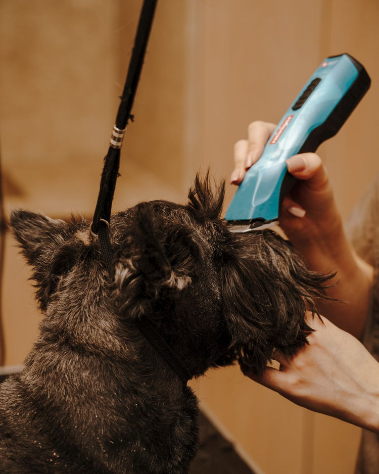 Person grooming a small dog with a blue grooming tool against a neutral background