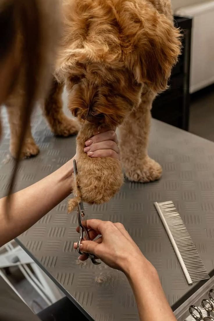 Dog being groomed with scissors and a comb on a grooming table.