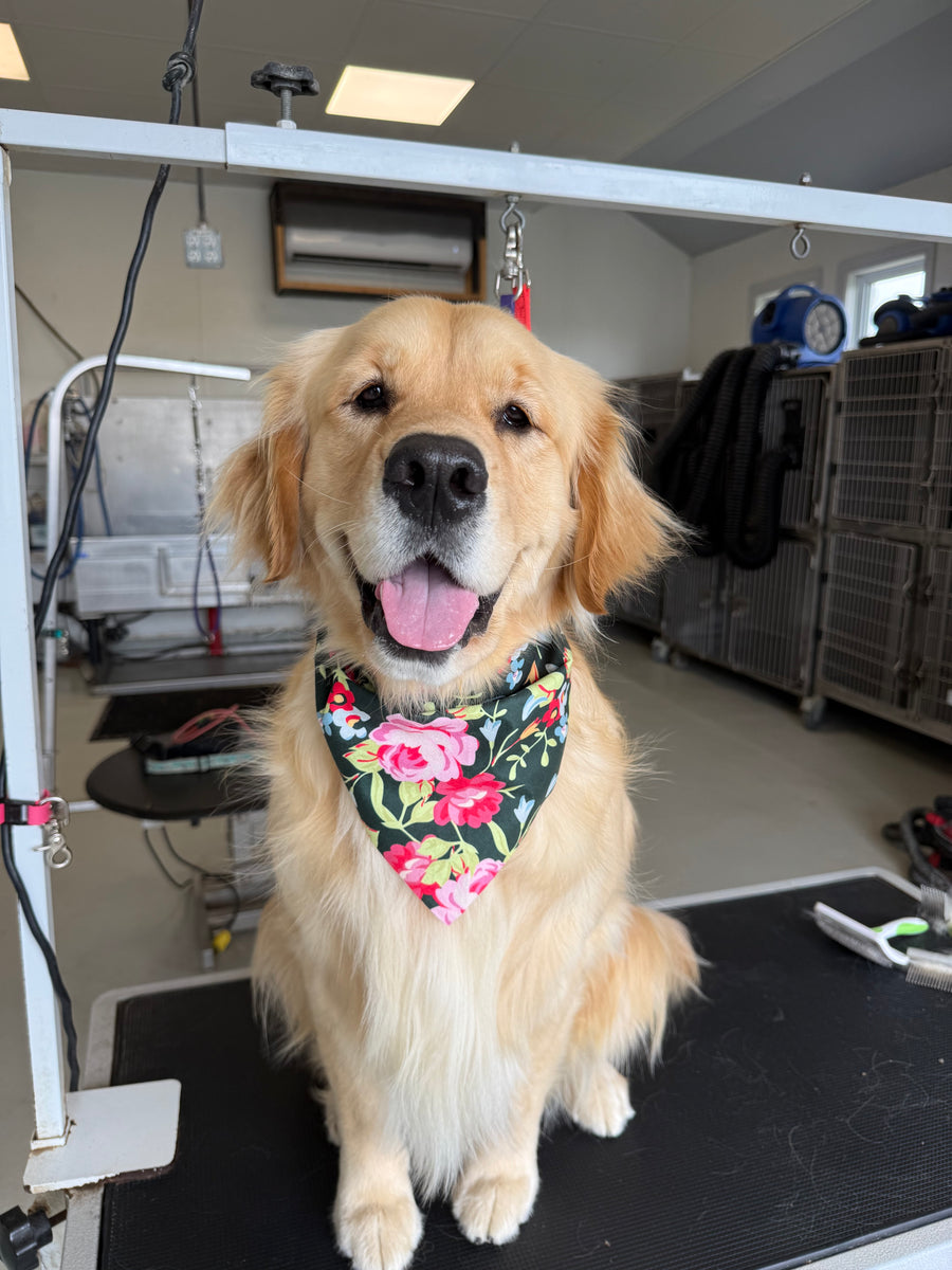 Dog wearing a floral bandana looking up at the camera in an indoor setting.