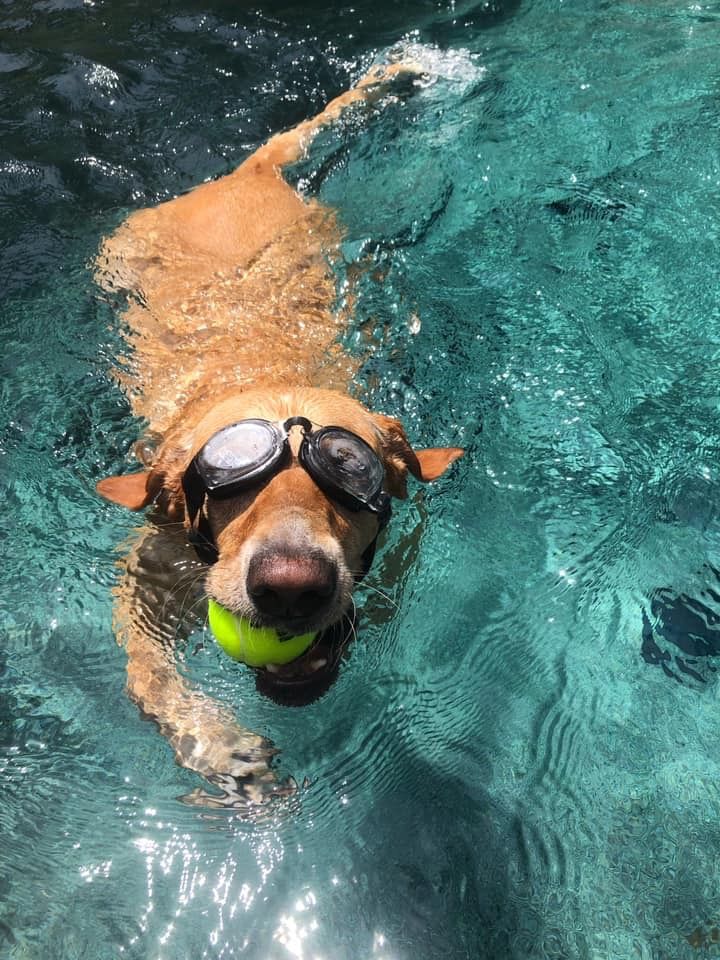 Dog swimming in water with goggles on and a yellow ball in its mouth