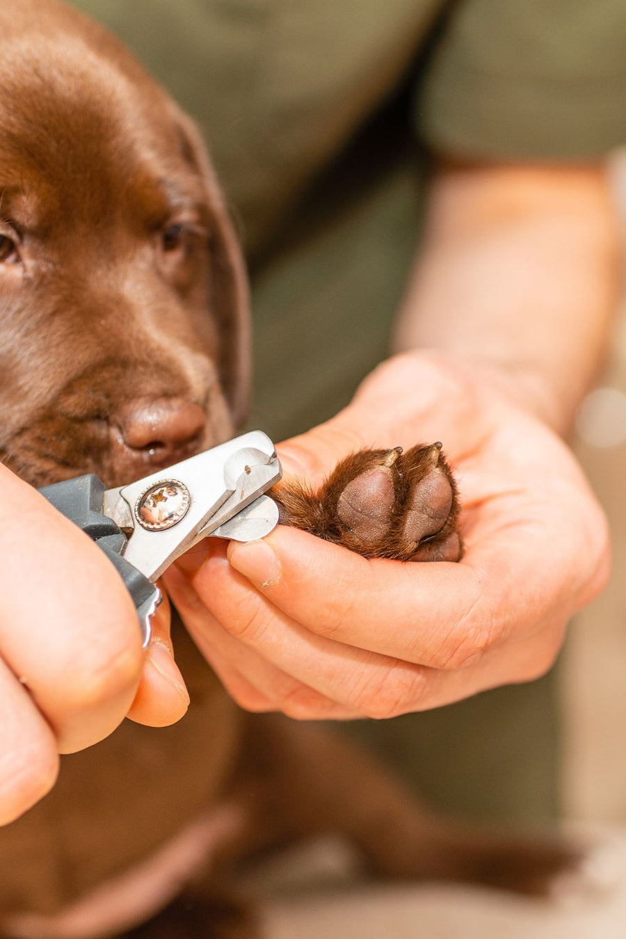 Person trimming a dog's paw with clippers