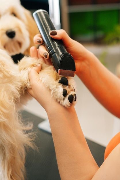 Person using a pet grooming tool on a dog's paw with a blurred background