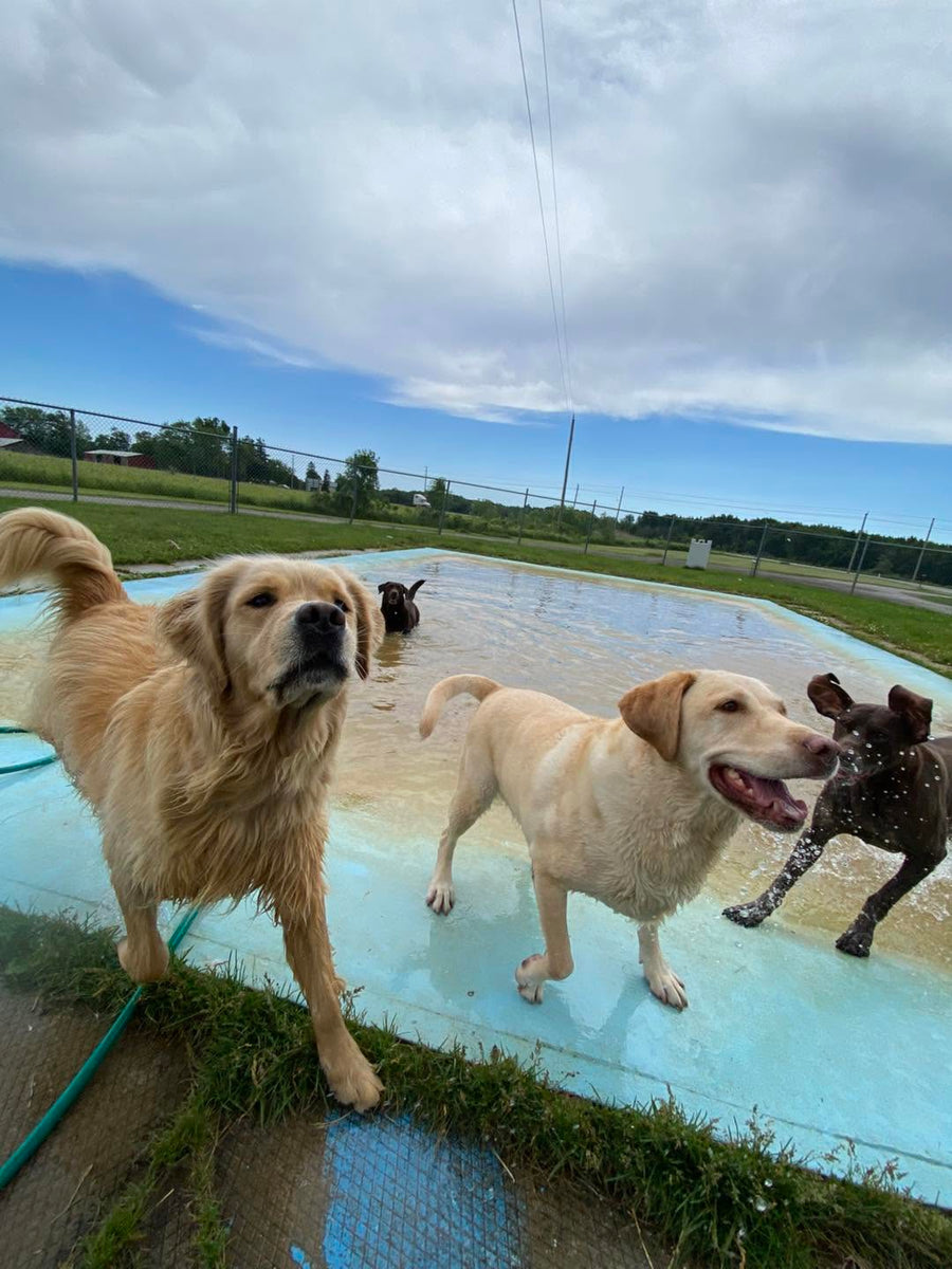 Two dogs standing on a pool deck with a third dog playing in the water.