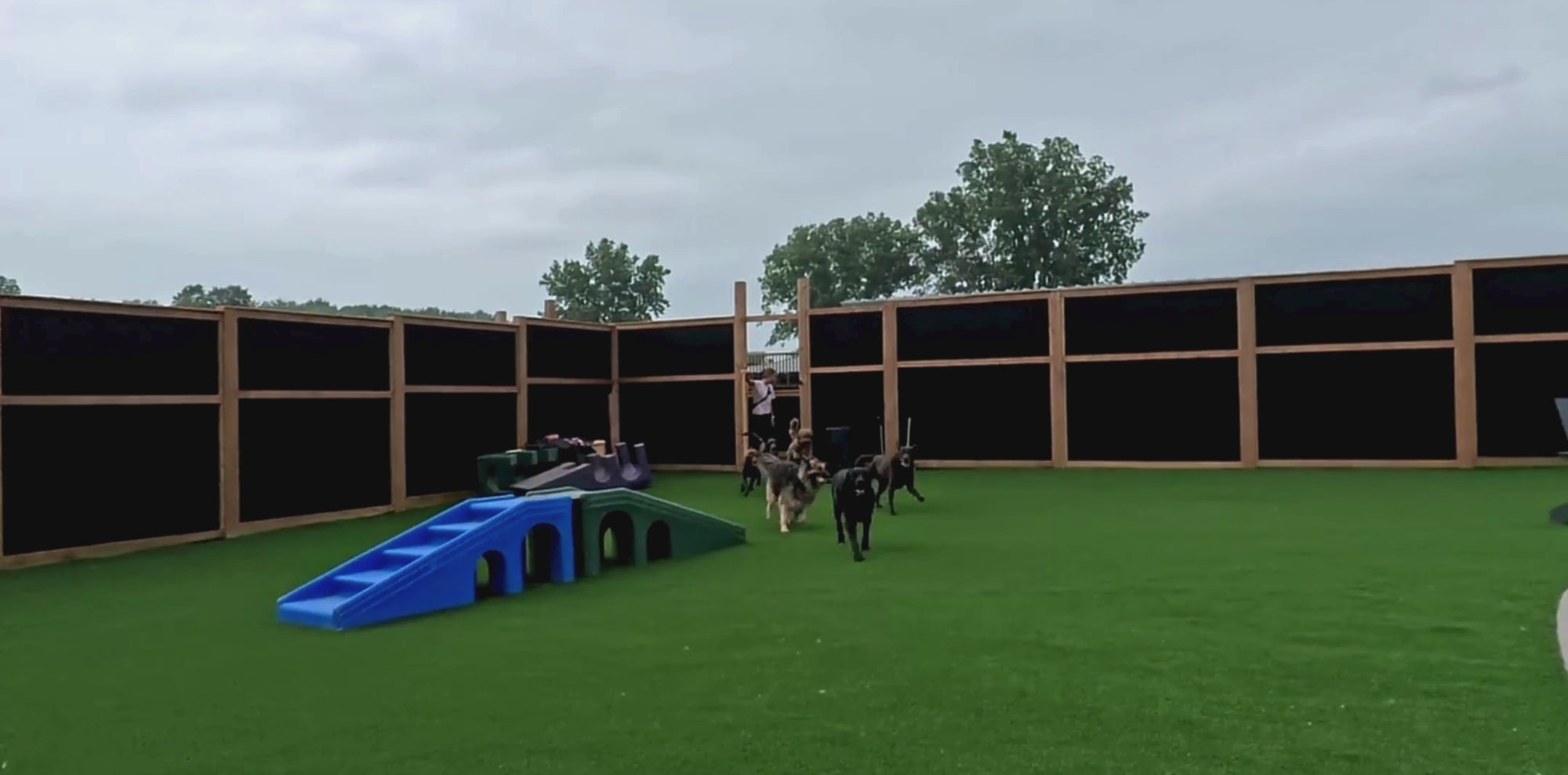 video compilation of dogs playing in the lagoon and play-yards