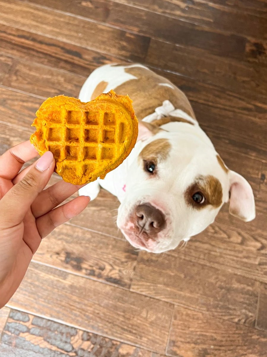 Dog looking at a heart-shaped waffle treat held by a hand on a wooden floor.
