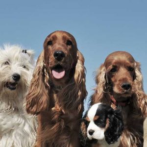 All Breeds Welcome !