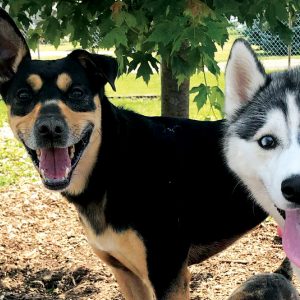 DAYCARE - KENNEL ‘A DAY IN THE LIFE’