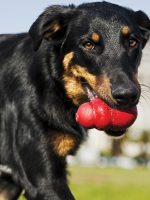 Stuffed Kong