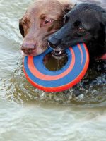 Canine Cove Swim