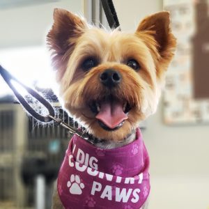High-Paw!